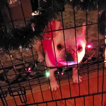 Bulldog is not putting up with her Mom not sitting with her 100 present of the time