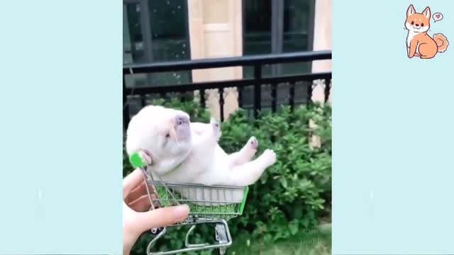 Funny Dogs Videos - Cute and Baby Dogs