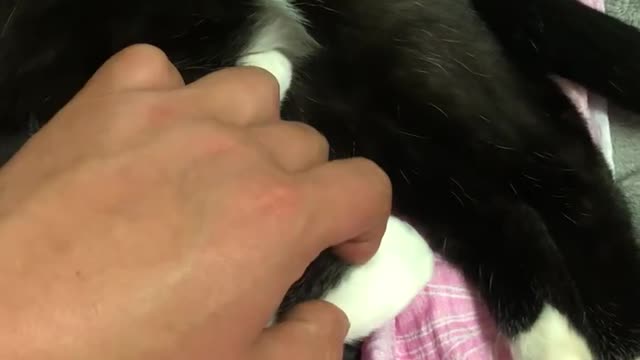 A sleeping cat~