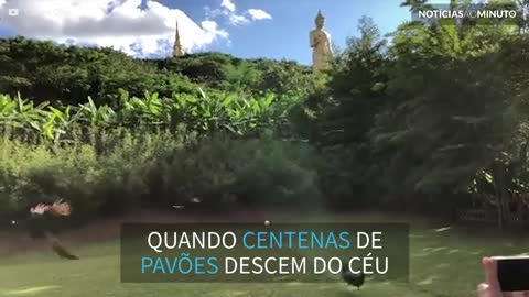 Impressionante: Centenas de pavões enfeitam o céu na China