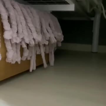 Cute little cat !! 🥰😘💕