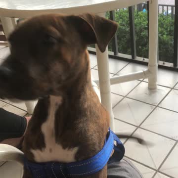 Me and my dog bamboo