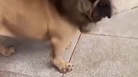 Funny Dog