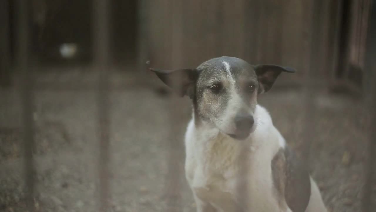 Stray Dog or Abandoned Dog in Cage