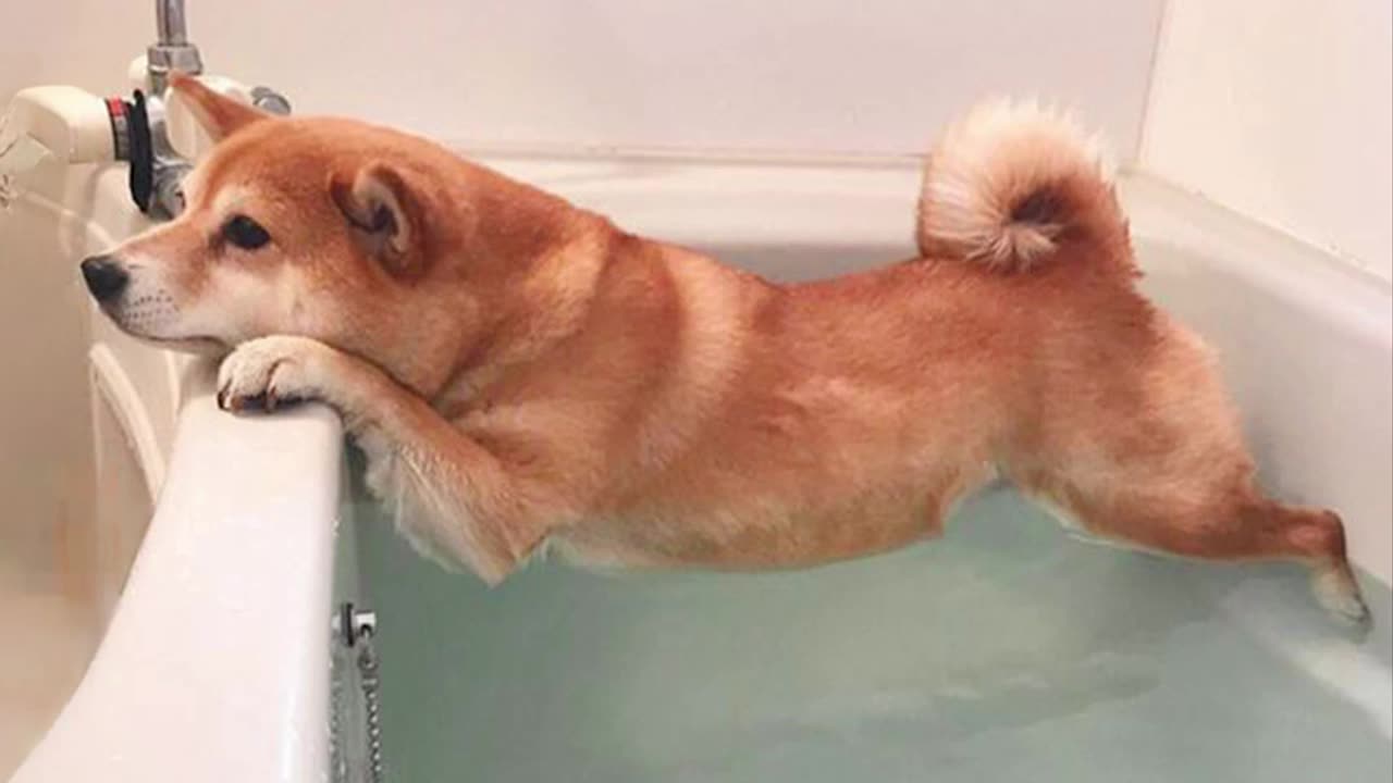 Funny Dogs Refuse To Take a Bath 🤣