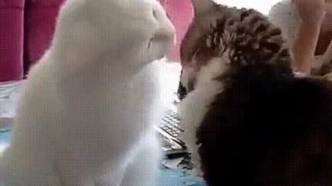 Big fight funny cats