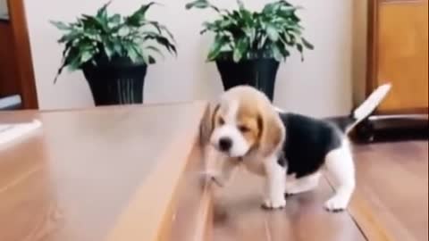 cute puppy