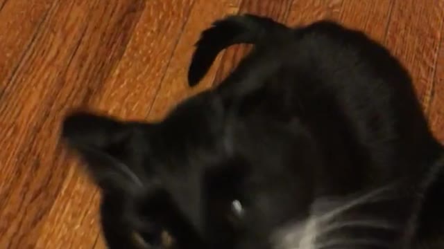Black cat wants to chew on white fork