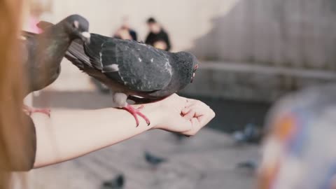 Pigeons sit on woman's hand and try to get food. Slow motion