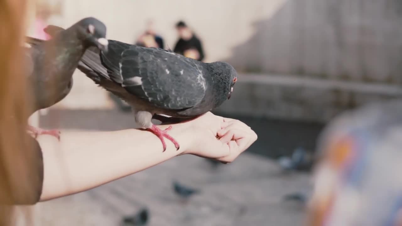 Pigeons sit on woman's hand and try to get food. Slow motion