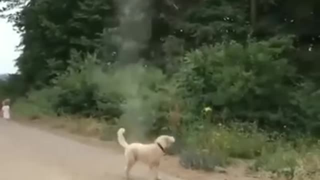 Dog Stops Tornado from Forming