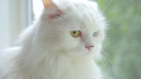 A lovely white kitten