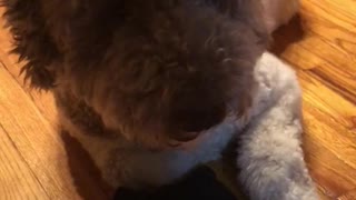 My Labradoodle stole my socks