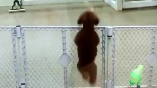 Crazy jumping dog.