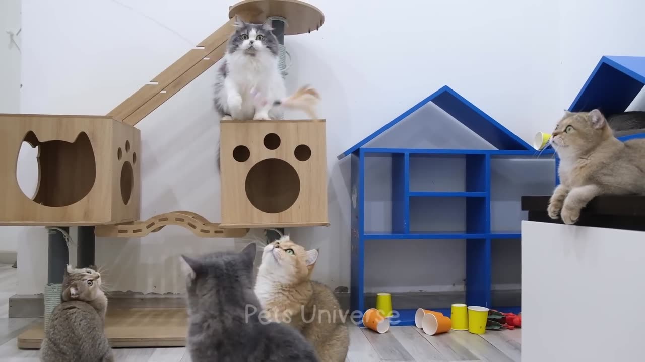 ULTIMATE FUNNY CAT AND DOG