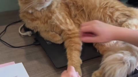 Cat doesnt want owner to work!! 💻💻💻