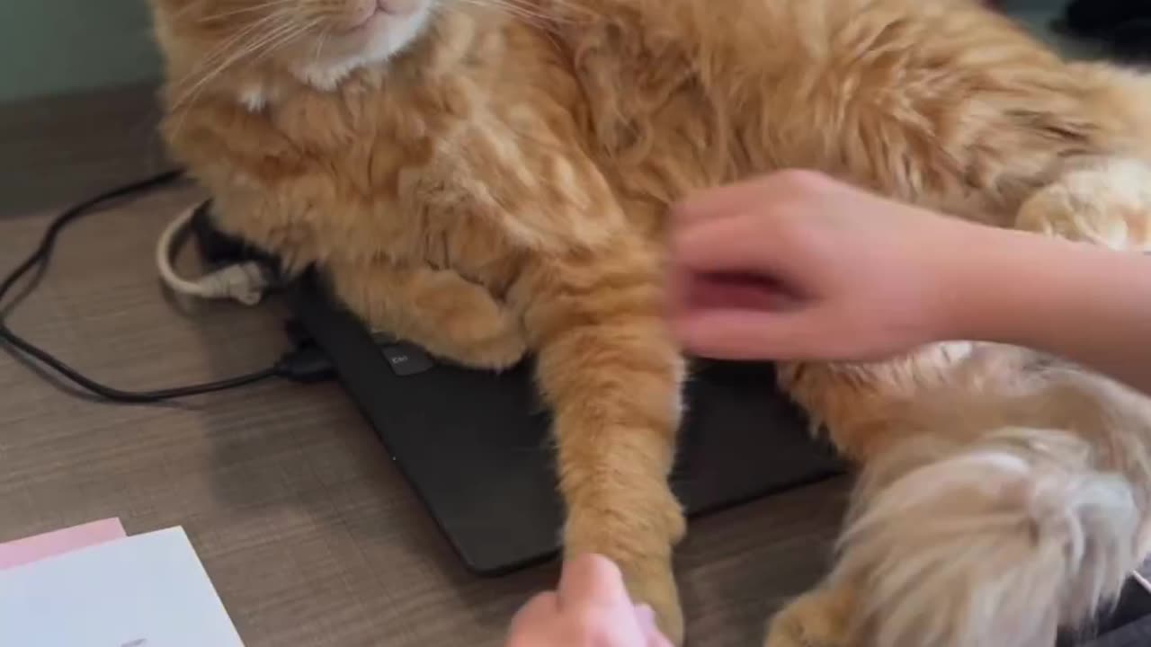 Cat doesnt want owner to work!! 💻💻💻