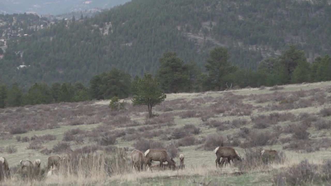 Rocky Mountain National Park A Gang Of Elk