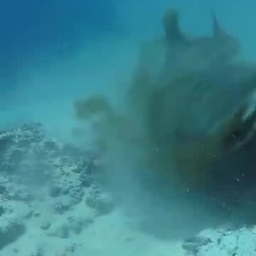 Shark v Octopus Battle