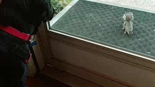 Epic puppy and squirrel front door standoff