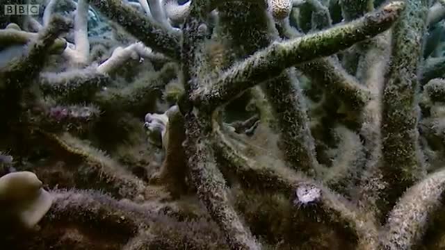 Breeding Habits Of The Banded Pipefish | Blue Planet | BBC Earth