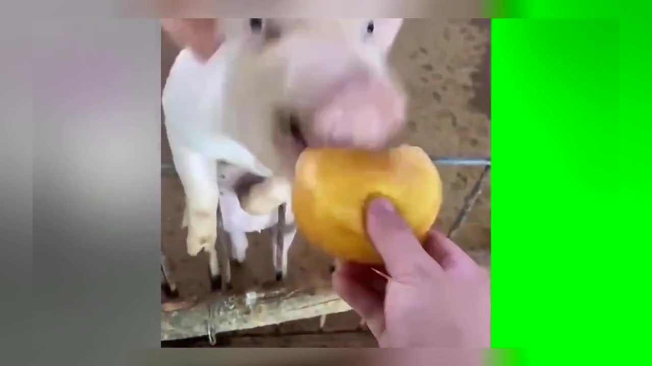 Little pig eats bread