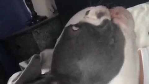 Dog saying i love you to owner