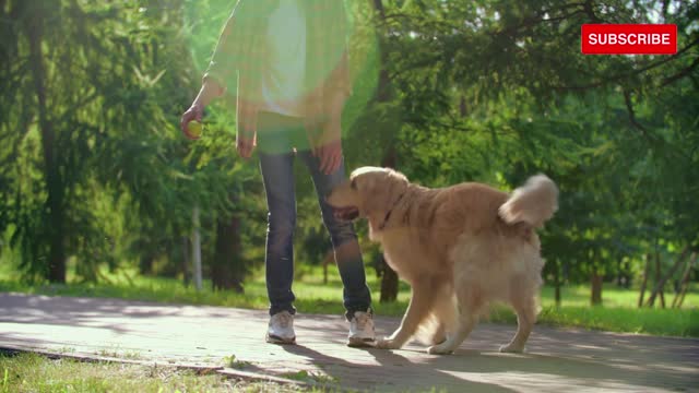 Most Intelligent Dog Rottweiler || Better Than Humans. Dangerous ?