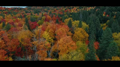 Algonquin Dreams || A Canadian Landscape || Fire Painting