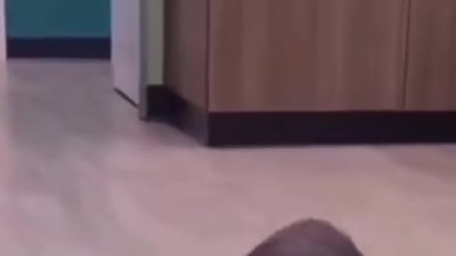 Funny Animal Videos 2022 π - Funniest Cats And Dogs Videos πΊπ #32