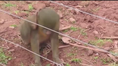 Animals Getting Shocked with different Funny Sound Effects!!