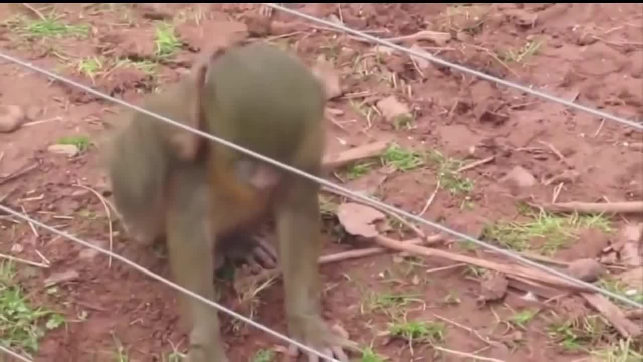 Animals Getting Shocked with different Funny Sound Effects!!