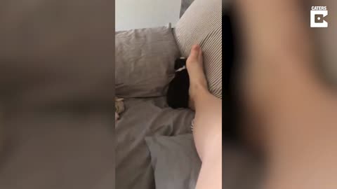 Dog Takes Her Tiny Puppies To Owner's Bed