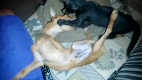 animais brincando cao