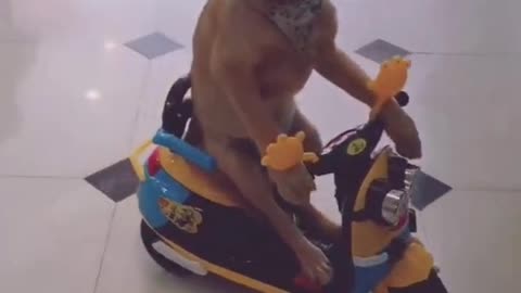 Funny dog riding toy