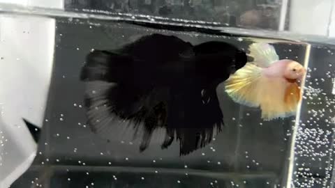 Betta fish black avatar halfmoon