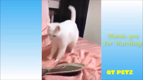 BEST FUNNY PETS VIDEO// DANCING CAT //2021