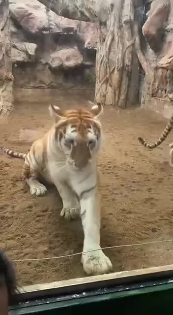 The new internet sensation from the Thai zoo