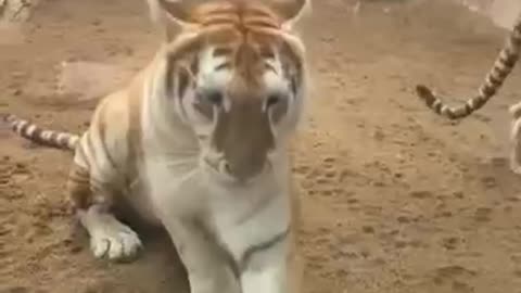 The new internet sensation from the Thai zoo