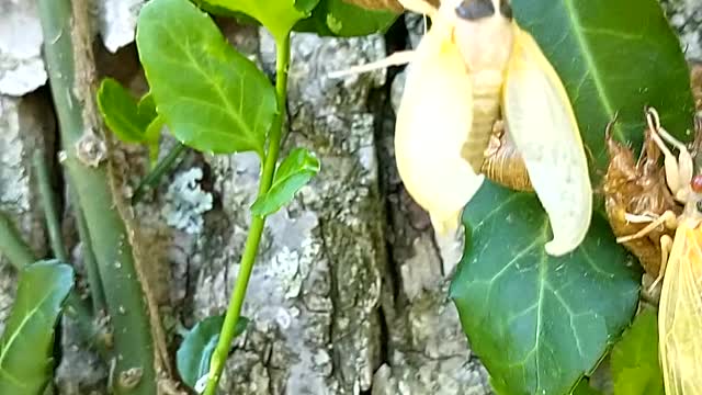 Cicadas 2021 wing expansion (Part2)
