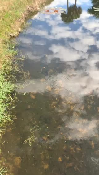 Southwest Florida Bird life off the walking trail