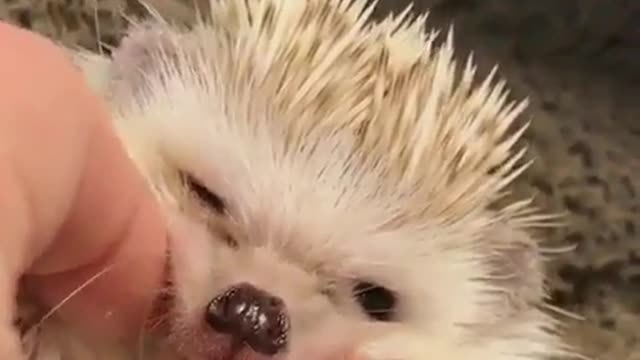 little hedgehog