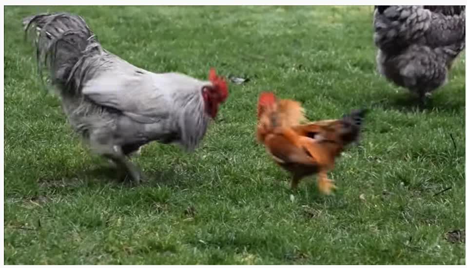 David and Goliath: Huge Rooster runs from the little one.