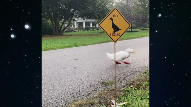 The duck walkway