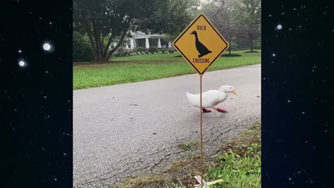 The duck walkway
