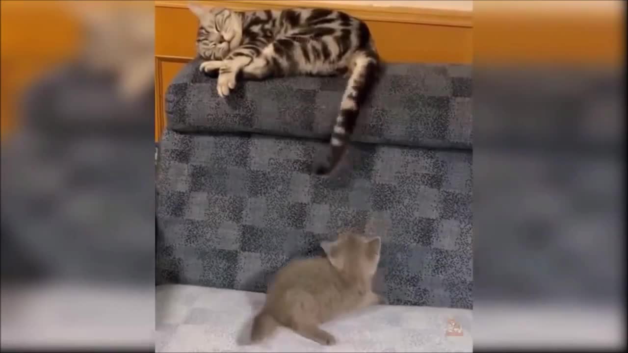 Cats Doing Funny Thing
