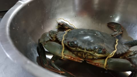 Crab attack on human hand