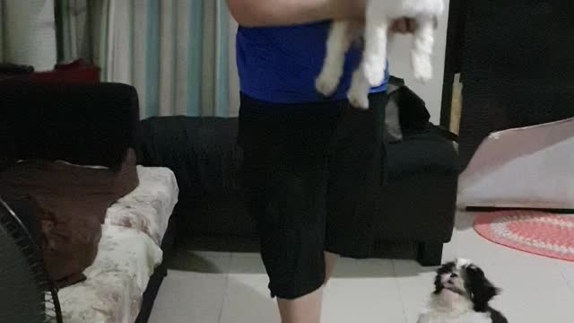 Fur Babies So Excited for Owner's Return