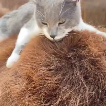 Cat think donkey back is bed.mp4