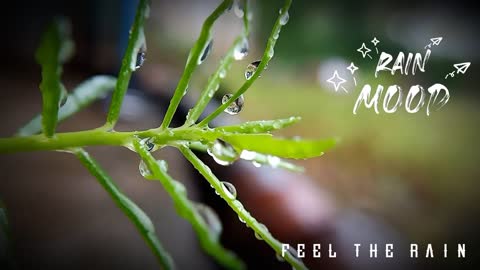 RAIN MOOD || CHILL CLIMATE || MONSOON RAIN || MALAI || WHATSAPP